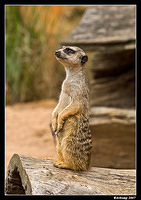 meerkat 542