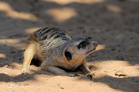 meerkat 5902