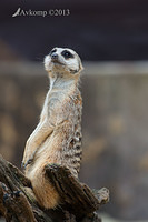 meerkat 6267