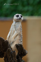 meerkat 6272