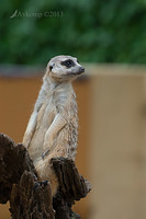 meerkat 6274