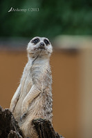 meerkat 6283