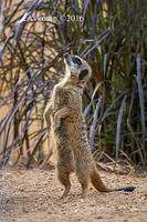 meerkat 8273