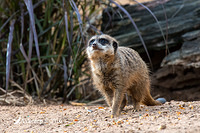 meerkat 8278