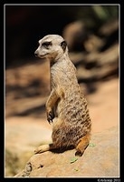 meerkat0112