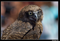 powerful owl 567