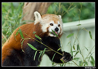 red panda 547