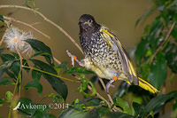 regent honey eater 12032