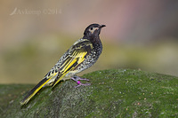 regent honey eater 12042