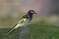 regent honey eater 12043