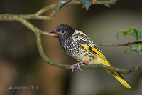 regent honey eater 12047