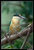 sacred kingfisher 0272