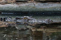 saltwater crocodile 8336