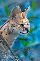 serval 1170-01