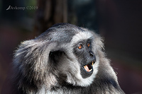 silver gibbon 1131-01