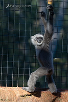 silver gibbon 1137-01