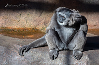 silver gibbon 1138-01