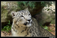 snow leopard 495