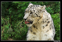 snow leopard 498