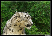 snow leopard 499