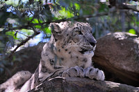 snow leopard 5849