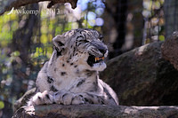 snow leopard 5853