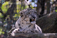 snow leopard 5862