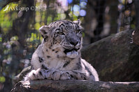 snow leopard 5864