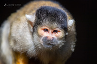 squirrel monkey 1206-01