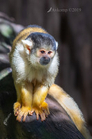 squirrel monkey 1212-01