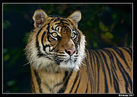 sumatran tiger 454