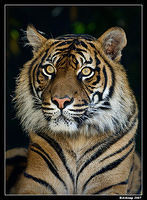 sumatran tiger 457