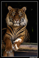 sumatran tiger 460