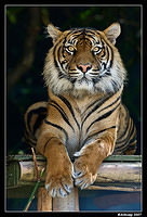 sumatran tiger 462