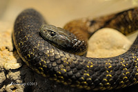 tigersnake 7386 - Copy