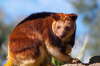 tree kangaroo 1540-01