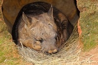 wombat 3123