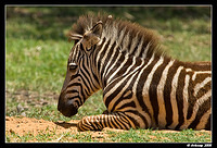 zebra foal 642